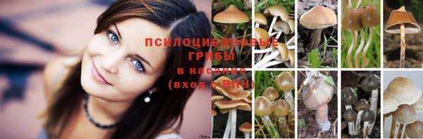 PSILOCYBIN Дмитров